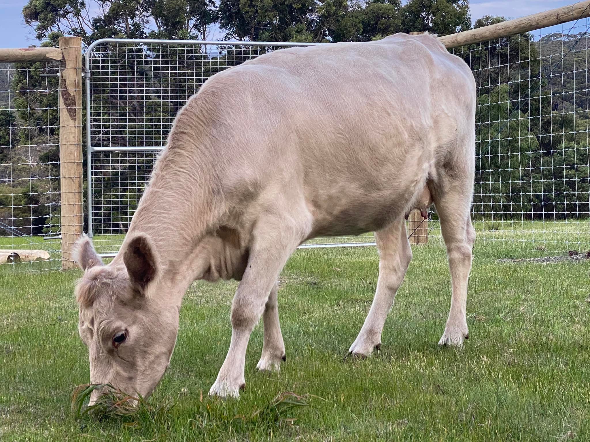 Kamadhenu and Nandini — Lives Saved, Trust Rebuilt