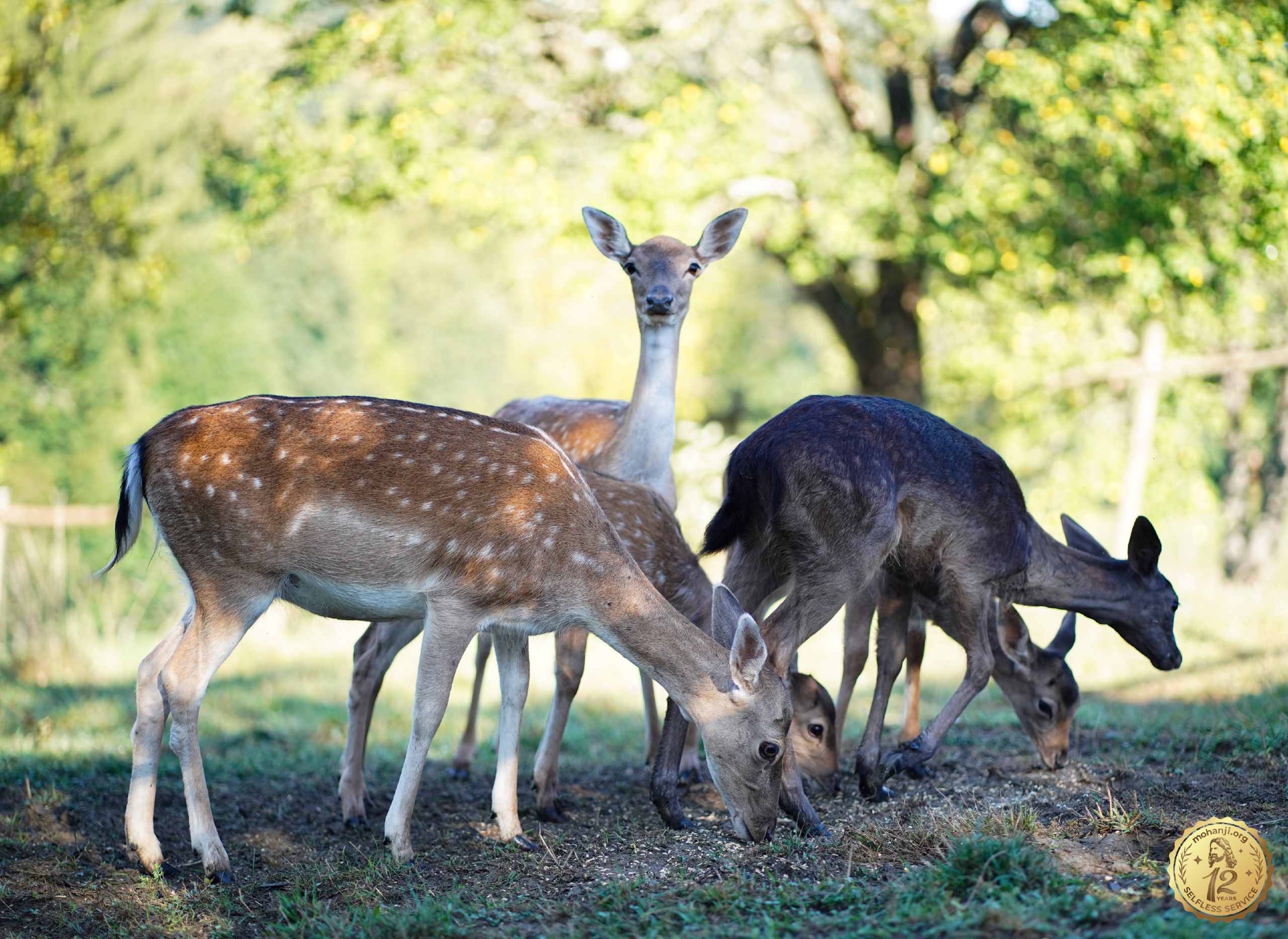 About Us | Act4Animals - Global Animal Protection & Sanctuary