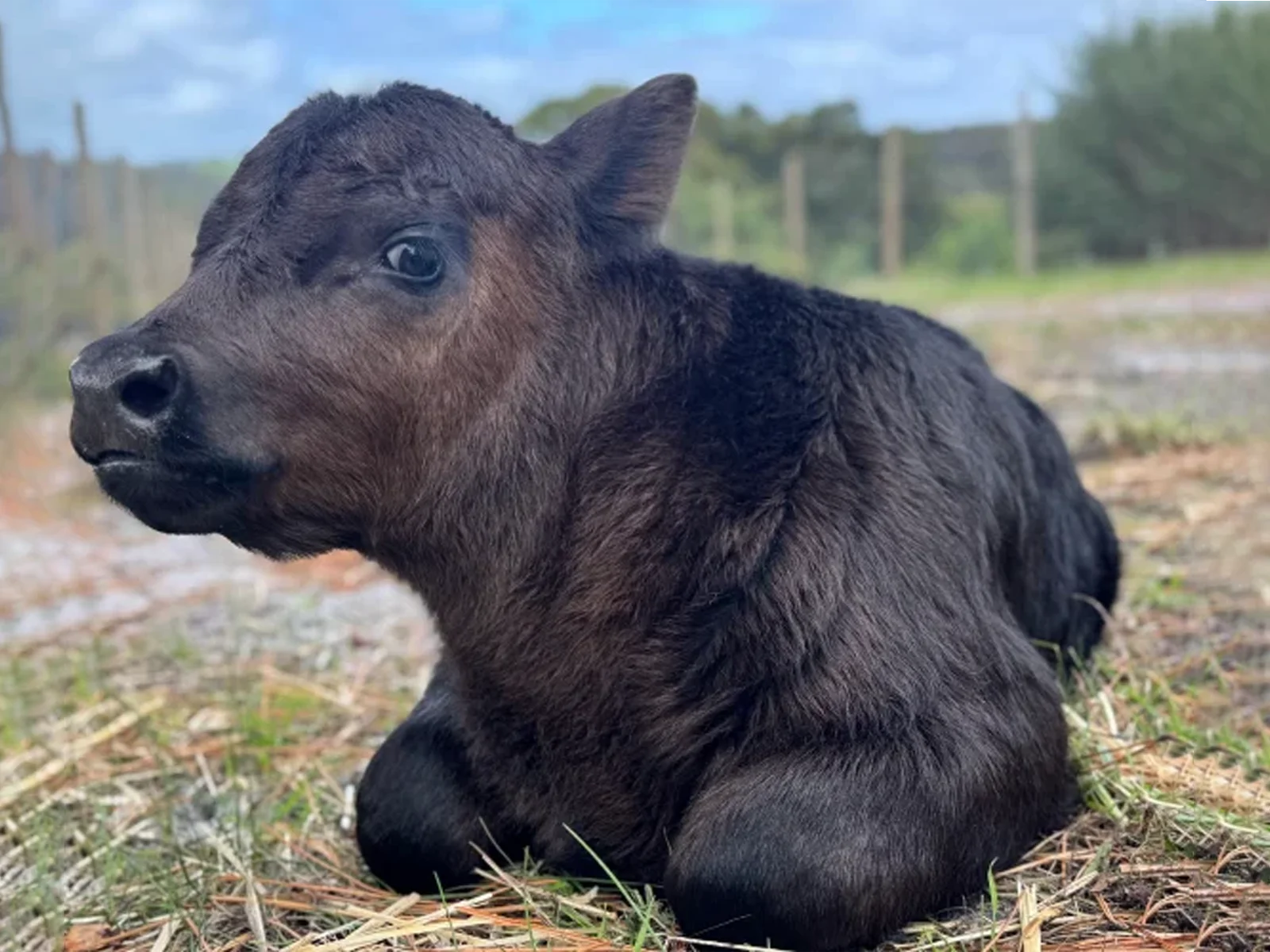 Gauri — A Bond Beyond Words