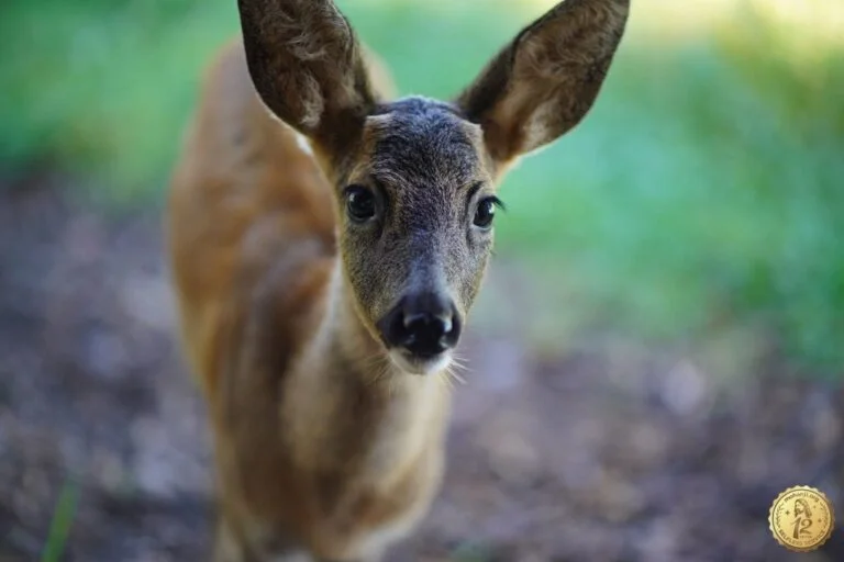 A Life Saved, A Journey Begun